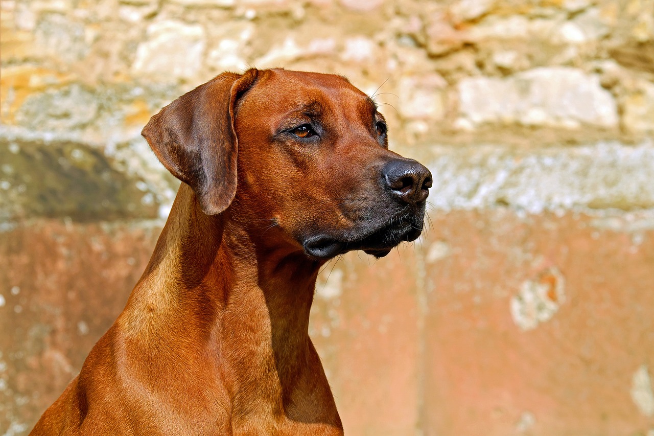 The Characteristics of the Vizsla - Active and Affectionate